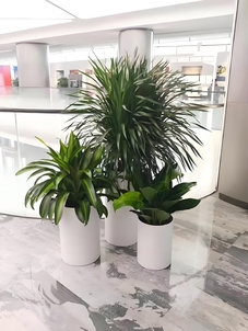 专业花卉租赁，看宁波余姚如何惊艳绽放